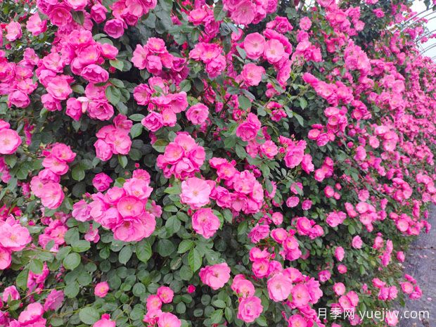 25種常見(jiàn)爬藤植物，花開(kāi)便成瀑布(圖1)