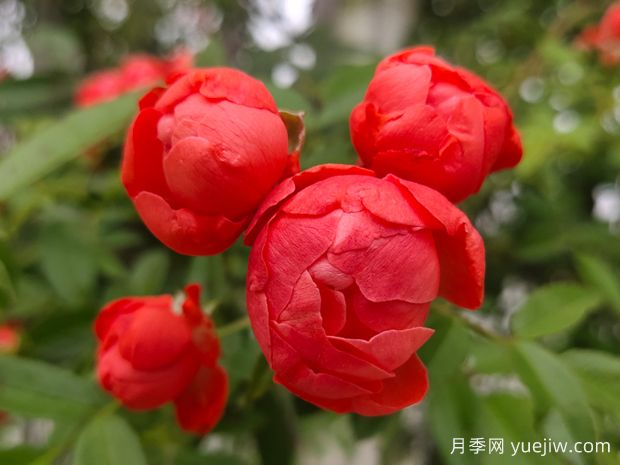 25種常見(jiàn)爬藤植物，花開(kāi)便成瀑布(圖2)