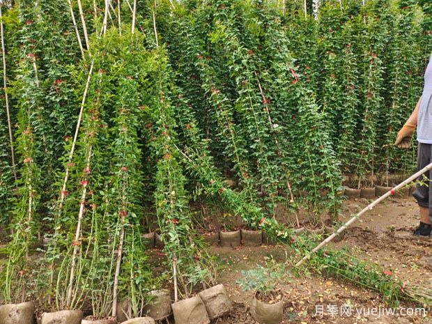 春季花卉苗木不同種類(lèi)的修剪要點(diǎn)(圖1)
