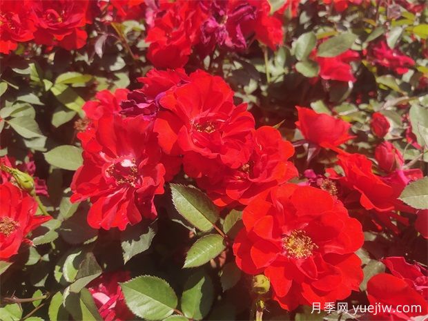 常用的花壇花卉有哪些？(圖1)