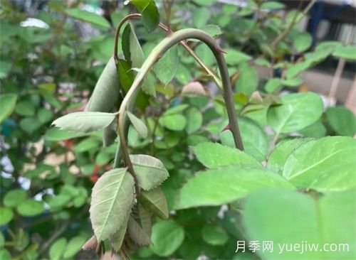頸蜂，月季頭號蟲(chóng)害(圖1)