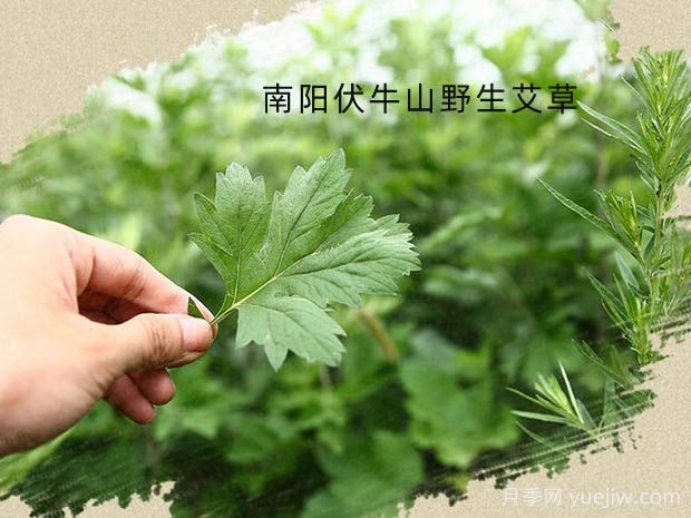 種植哪種藥材更有市場(chǎng)前景？(圖1)