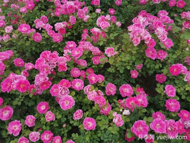 月季花在園林綠化中的妙用與養護技巧(圖2)