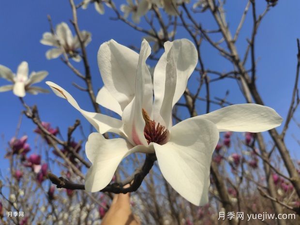 玉蘭花的品種很多，該如何區分？(圖1)