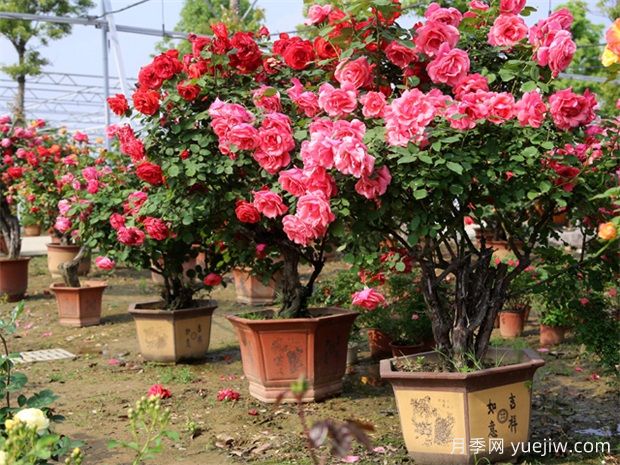 因為這二點(diǎn)，一些花友棄養月季花(圖1)
