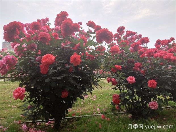 大樹(shù)底下的植物配置分享(圖1)