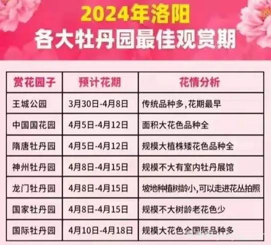 2024年洛陽(yáng)牡丹絢爛綻放，誰(shuí)與爭鋒？(圖1)