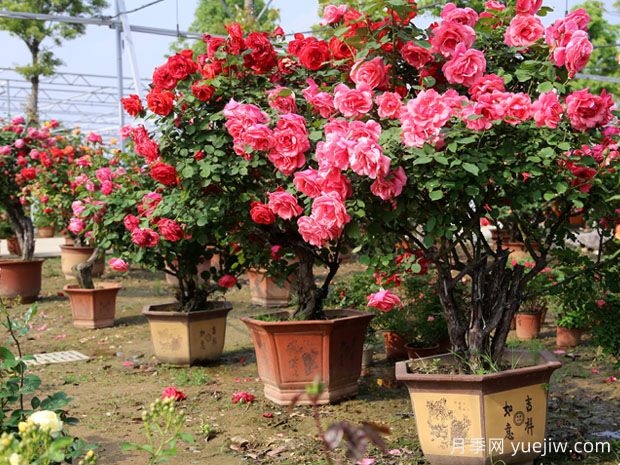 庭院一定要種植兩棵樹(shù)狀月季，花量大韻味十足(圖2)