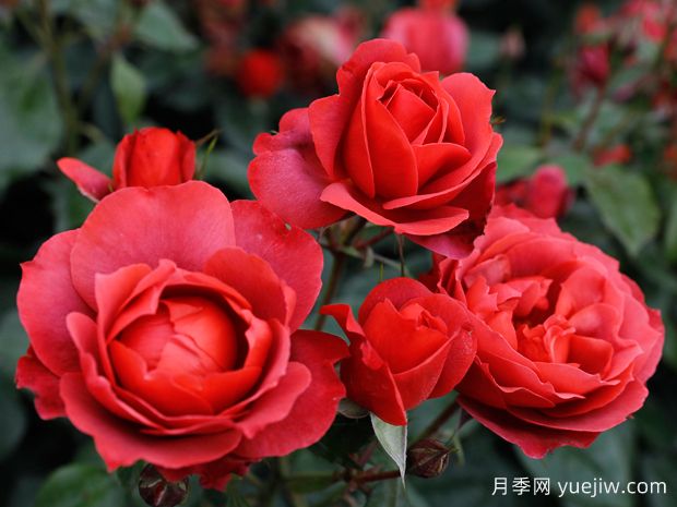 21朵玫瑰：不只是浪漫，還藏著(zhù)這些深意(圖1)