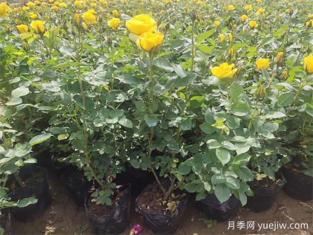月季花苞顯色后還要施磷鉀肥嗎？(圖2)