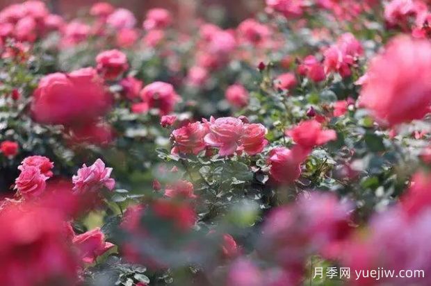 昆明大觀(guān)公園南園月季花進(jìn)入盛花期(圖2)