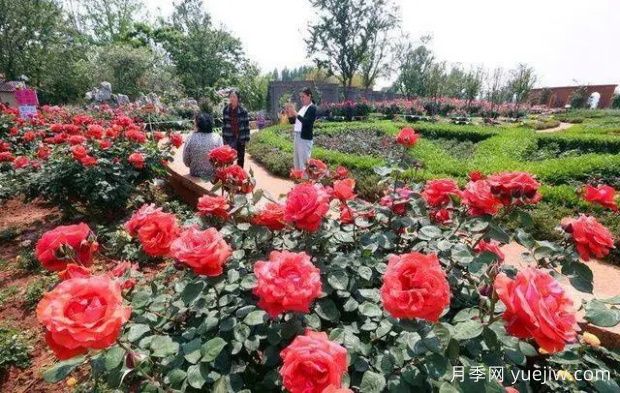 昆明大觀(guān)公園南園月季花進(jìn)入盛花期(圖1)