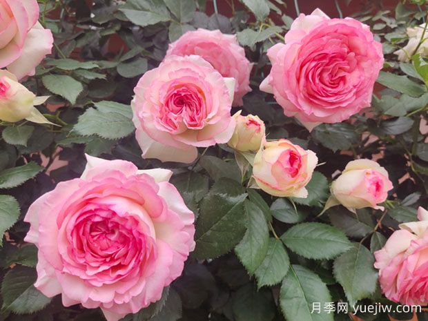 非常漂亮的9種月季花，各具特色絢麗多彩(圖1)