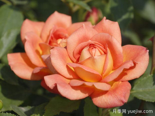 非常漂亮的9種月季花，各具特色絢麗多彩(圖3)
