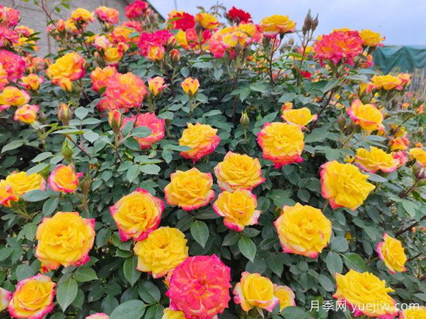 非常漂亮的9種月季花，各具特色絢麗多彩(圖4)