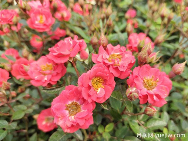 10種適合五月養的花卉，花期長(cháng)易養活(圖1)