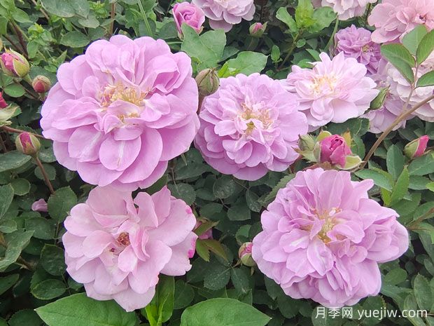 適合陽(yáng)臺的藍色陰雨小型藤本月季，陽(yáng)臺變花墻(圖1)