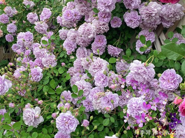 適合陽(yáng)臺的藍色陰雨小型藤本月季，陽(yáng)臺變花墻(圖2)