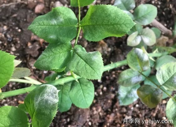 月季得了白粉病，一定要及時(shí)治療，否則沒(méi)花看(圖1)