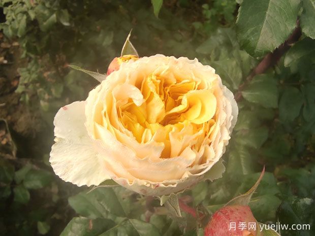從花園到花瓶，盤(pán)點(diǎn)10個(gè)顏值超高的切花月季(圖5)
