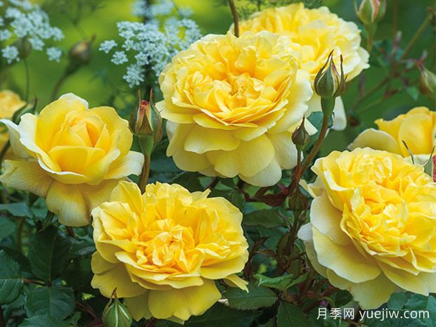 從花園到花瓶，盤(pán)點(diǎn)10個(gè)顏值超高的切花月季(圖6)