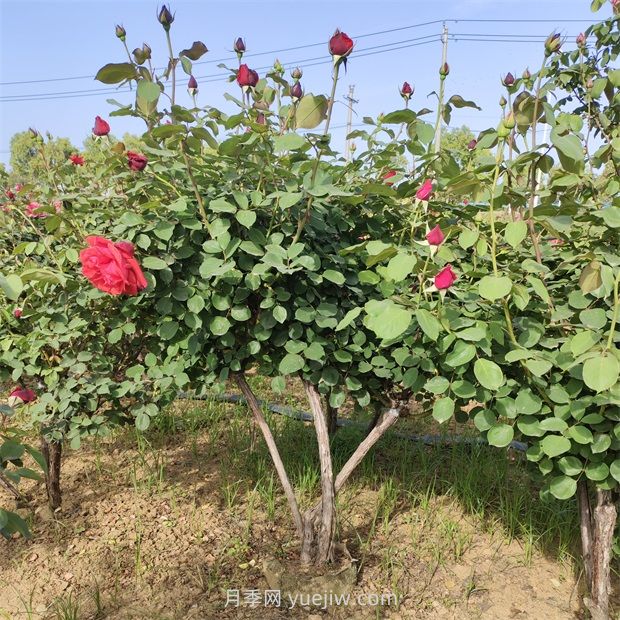 原生多桿月季樹(shù)全冠更大氣基地批發(fā)(圖3)