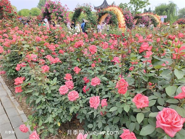 怎么給月季花澆水？很多新手做錯了，難怪養不好(圖1)