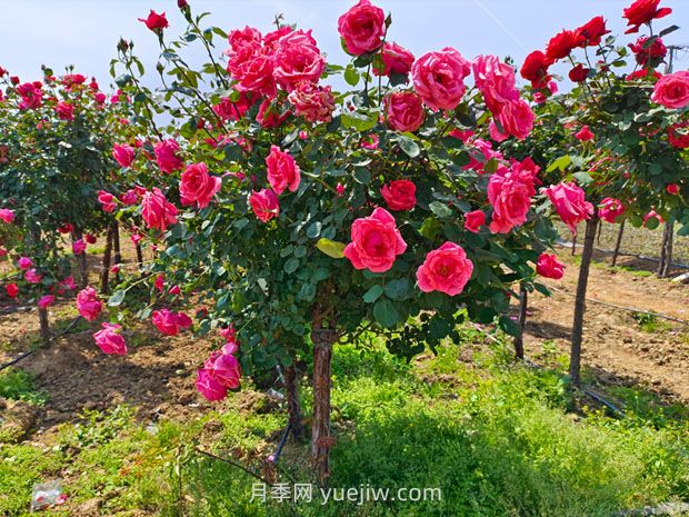 有院子的花友要養幾棵樹(shù)狀月季，花開(kāi)艷麗讓人羨慕(圖1)