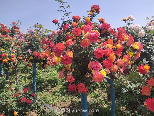 有院子的花友要養幾棵樹(shù)狀月季，花開(kāi)艷麗讓人羨慕(圖2)