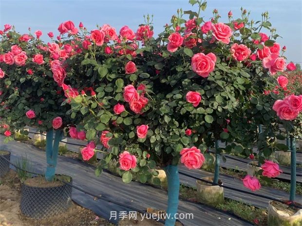 有院子的花友要養幾棵樹(shù)狀月季，花開(kāi)艷麗讓人羨慕(圖3)