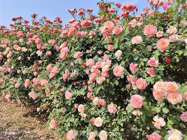 月季花園，美到讓人窒息！(圖2)