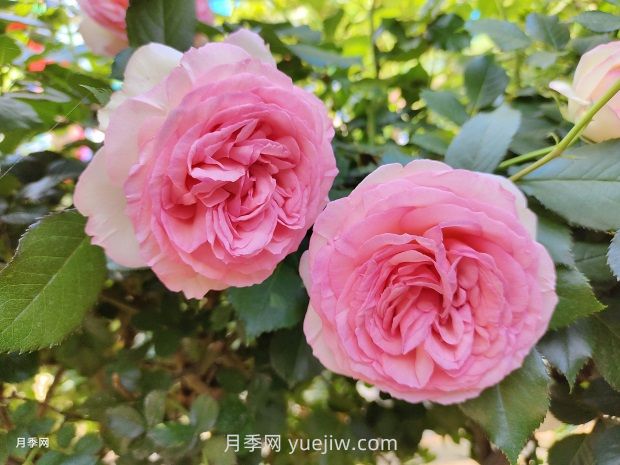 月季花園，美到讓人窒息！(圖1)