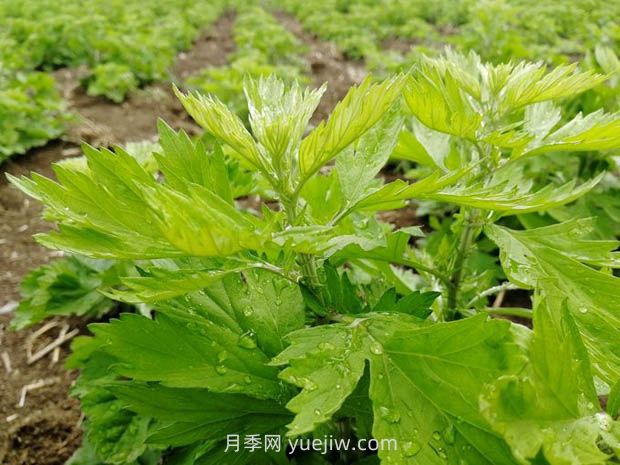 歷代名醫名著(zhù)應用艾草概況(圖1)
