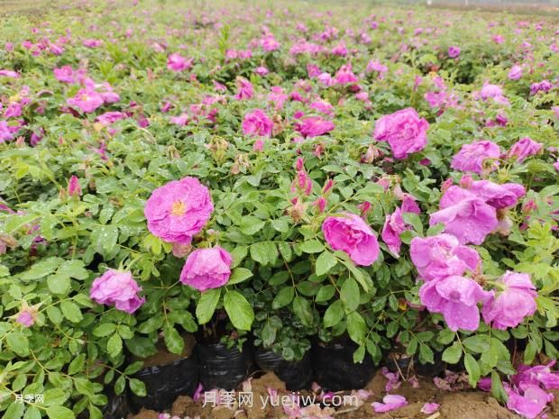 通俗版：薔薇、月季、玫瑰分辨指南(圖3)
