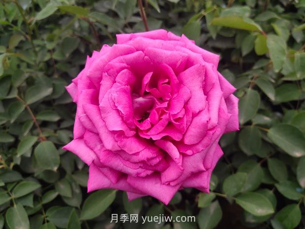 推薦50個(gè)大花濃香的熱門(mén)月季品種(圖4)
