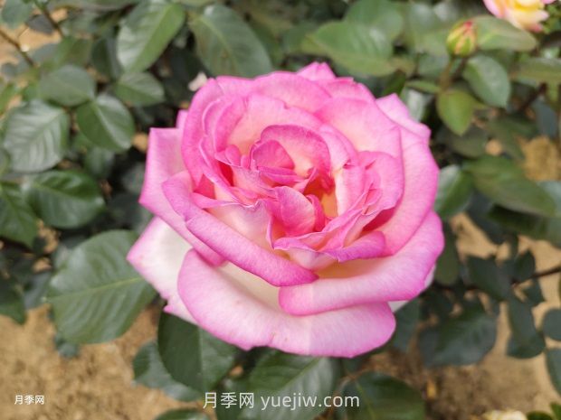 推薦50個(gè)大花濃香的熱門(mén)月季品種(圖5)