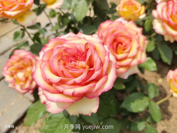 推薦50個(gè)大花濃香的熱門(mén)月季品種(圖7)