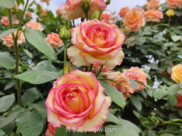 月季花開(kāi)花少？做好這2點(diǎn)，花苞長(cháng)得多，花量翻倍開(kāi)(圖1)
