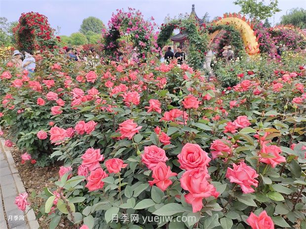 南陽(yáng)：以月季花為媒 花樣經(jīng)濟促繁榮(圖1)