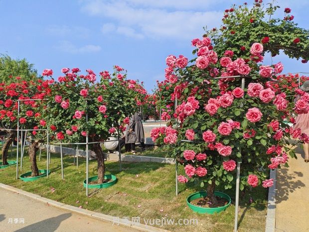 南陽(yáng)中國月季園：五一賞花好去處 千畝月季花開(kāi)正艷(圖1)