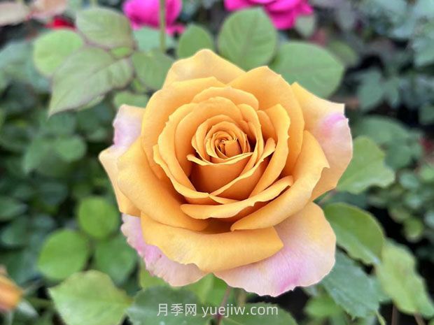 10種復古色月季，氣質(zhì)炸裂！花友值得入手！(圖6)