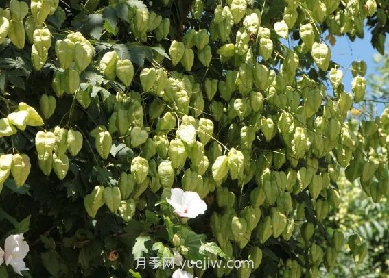 欒樹(shù)什么時(shí)候開(kāi)花？(圖1)