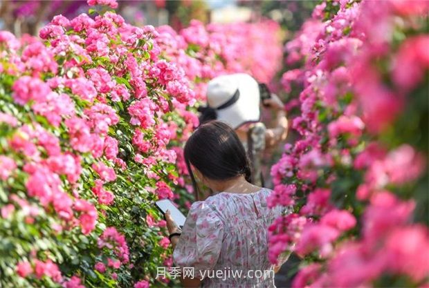 紅河彌勒月季花墻，安吉拉出彩綻放(圖2)