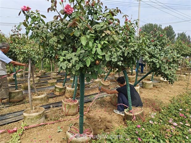 高溫季節如何提高樹(shù)木移植的成活率？(圖1)