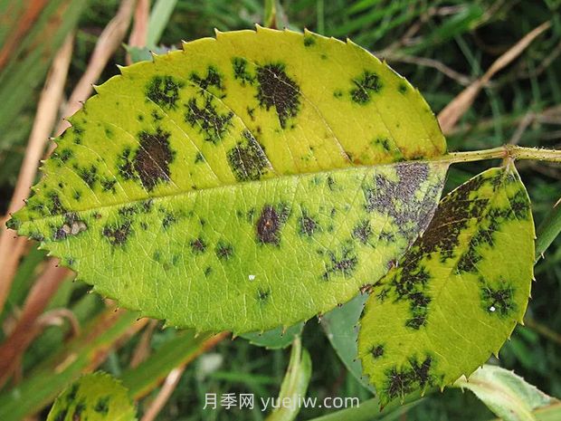 月季在求救的5種情況，一定要看懂(圖2)