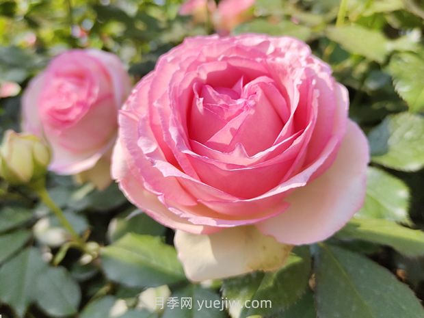 薔薇和月季的區別(圖1)