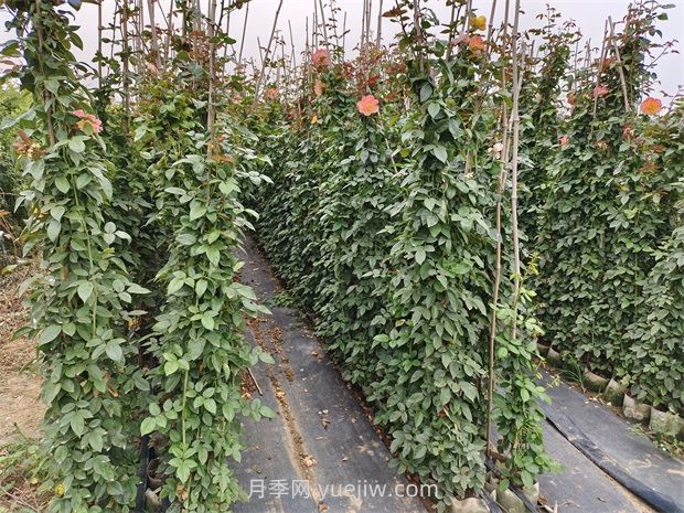 藤蔓月季是什么？藤本月季怎么養護？(圖2)