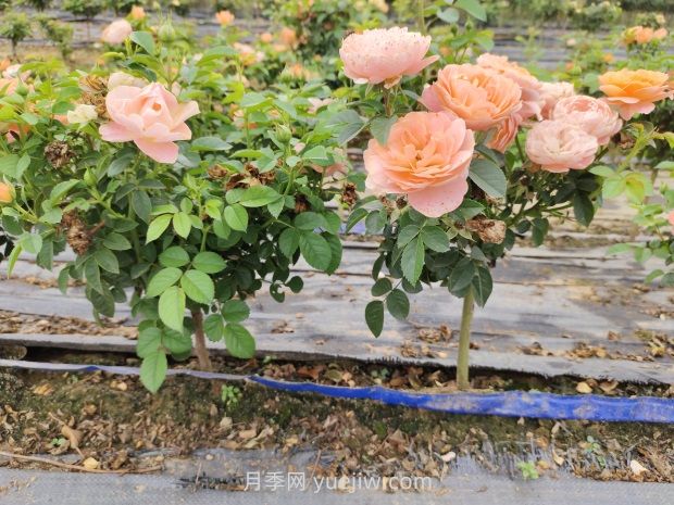 棒棒糖月季怎么養？養護小技巧，越長(cháng)越旺(圖1)