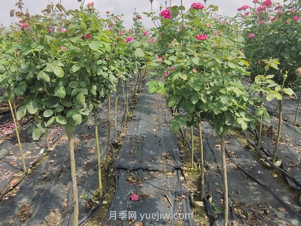 棒棒糖月季怎么養？養護小技巧，越長(cháng)越旺(圖2)
