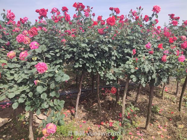 新植苗木的夏季養護管理(圖1)